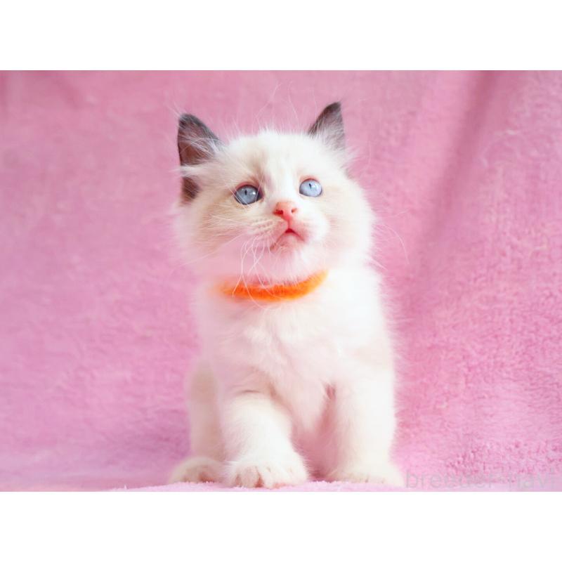 販売中の神奈川県のラグドール-139281の9枚目