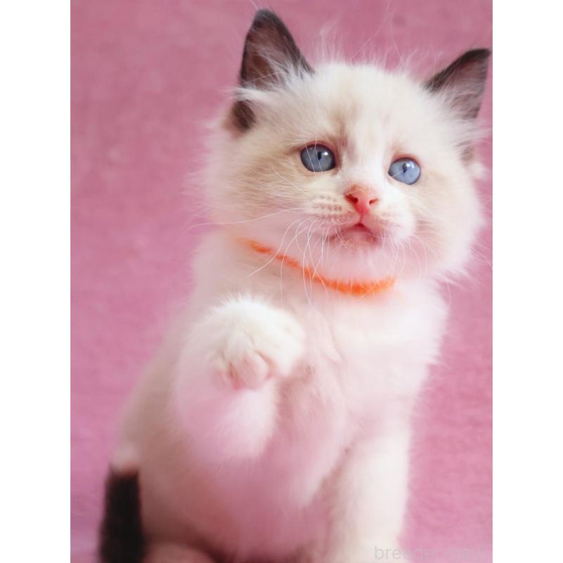 販売中の神奈川県のラグドール-139281の10枚目