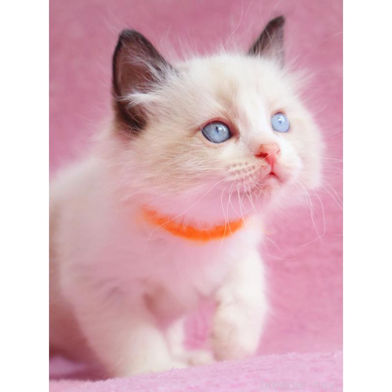 販売中の神奈川県のラグドール-139281の8枚目