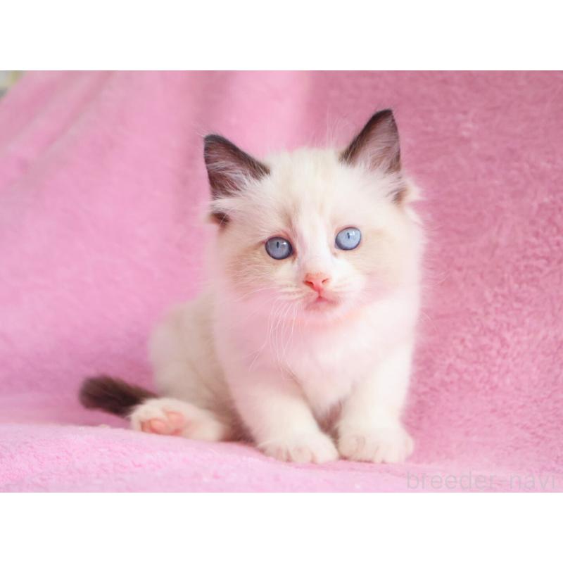 販売中の神奈川県のラグドール-139281の7枚目