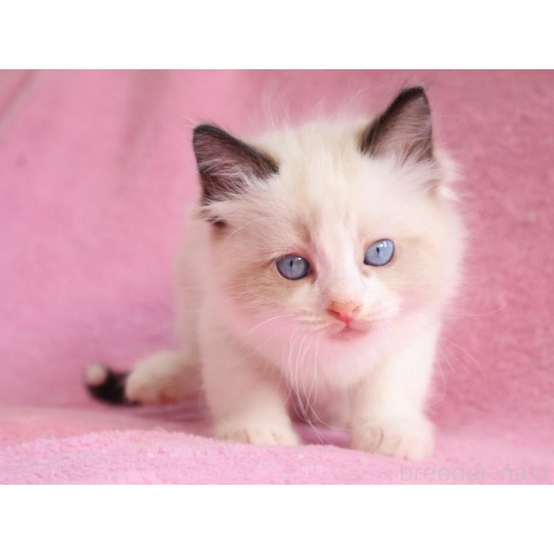 販売中の神奈川県のラグドール-139281の6枚目