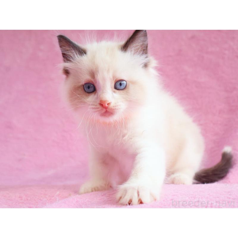 販売中の神奈川県のラグドール-139281の5枚目