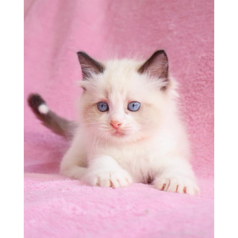 販売中の神奈川県のラグドール-139281の4枚目