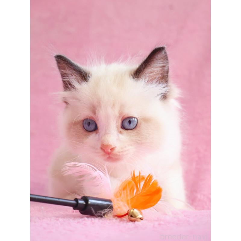 販売中の神奈川県のラグドール-139281の3枚目