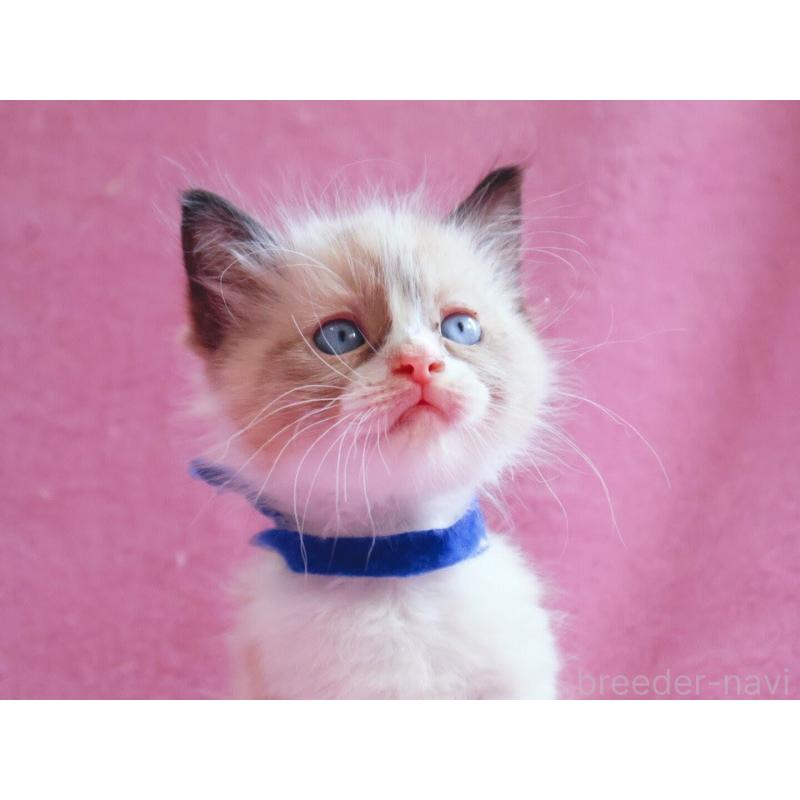 販売中の神奈川県のラグドール-139282の12枚目