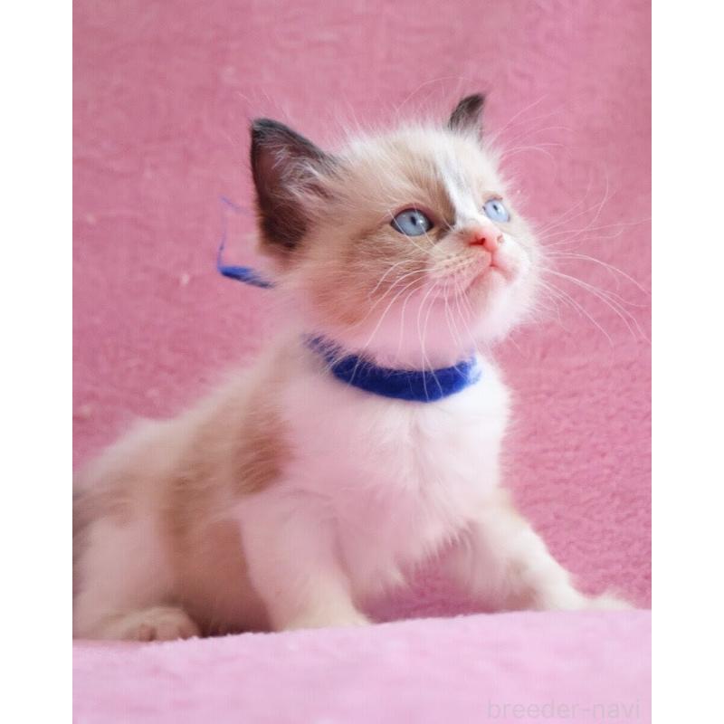 販売中の神奈川県のラグドール-139282の11枚目