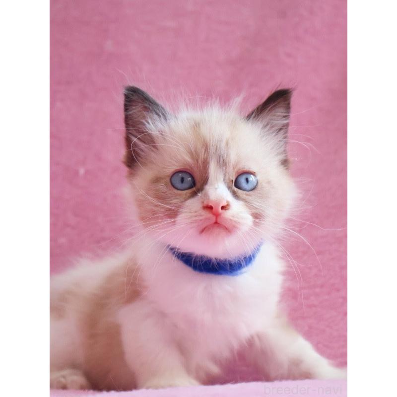 販売中の神奈川県のラグドール-139282の10枚目