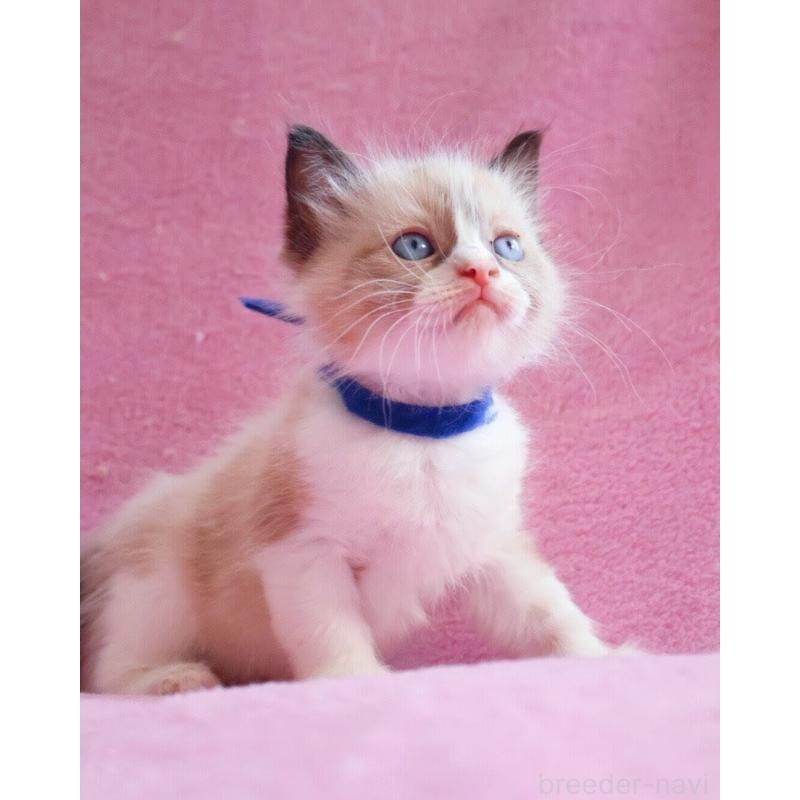 販売中の神奈川県のラグドール-139282の9枚目