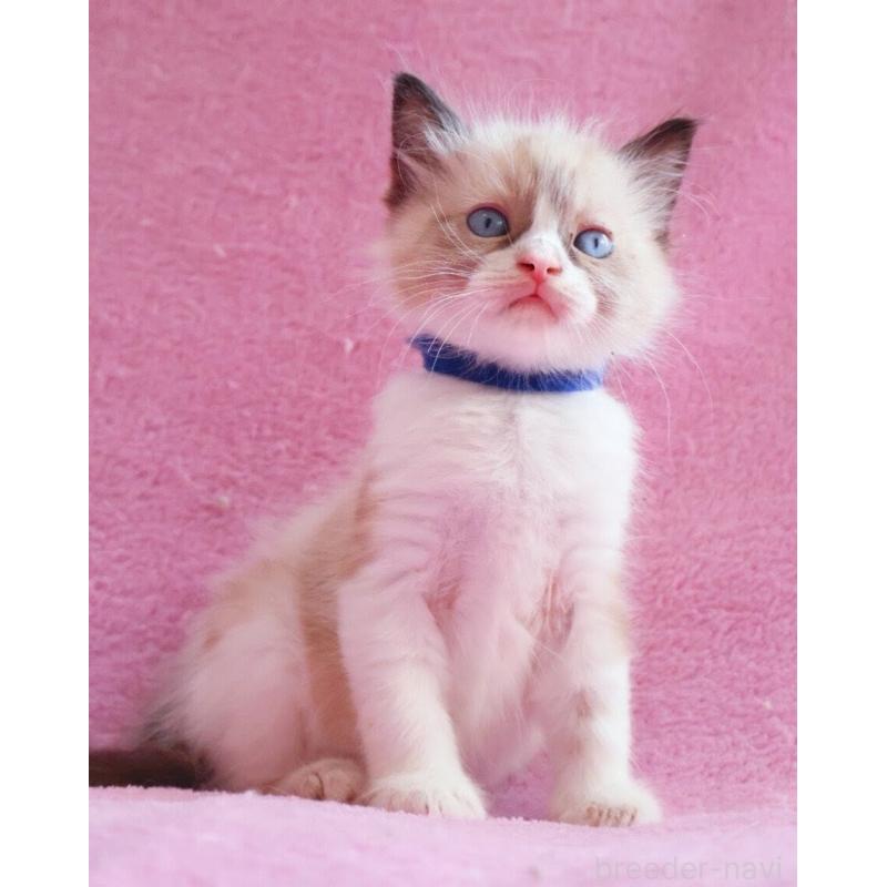 販売中の神奈川県のラグドール-139282の8枚目