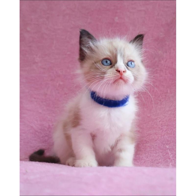 販売中の神奈川県のラグドール-139282の7枚目