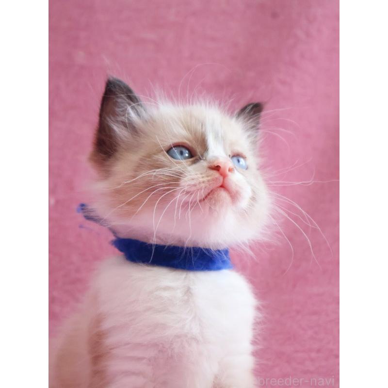 販売中の神奈川県のラグドール-139282の6枚目