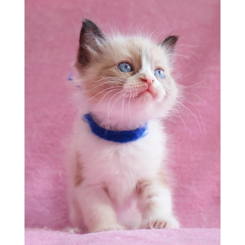 販売中の神奈川県のラグドール-139282の5枚目