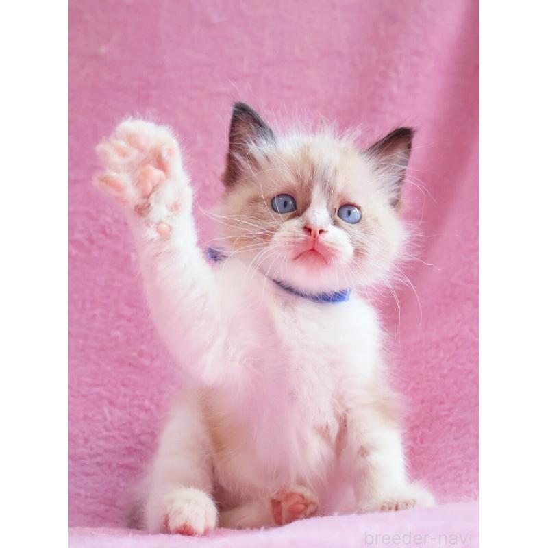 販売中の神奈川県のラグドール-139282の4枚目