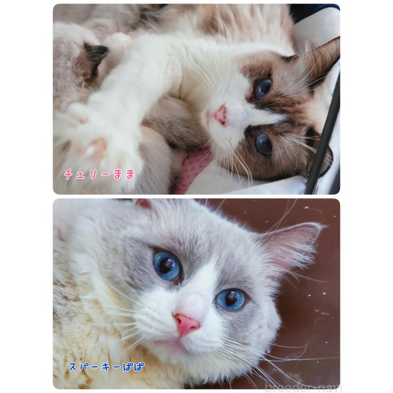 販売中の神奈川県のラグドール-139283の7枚目