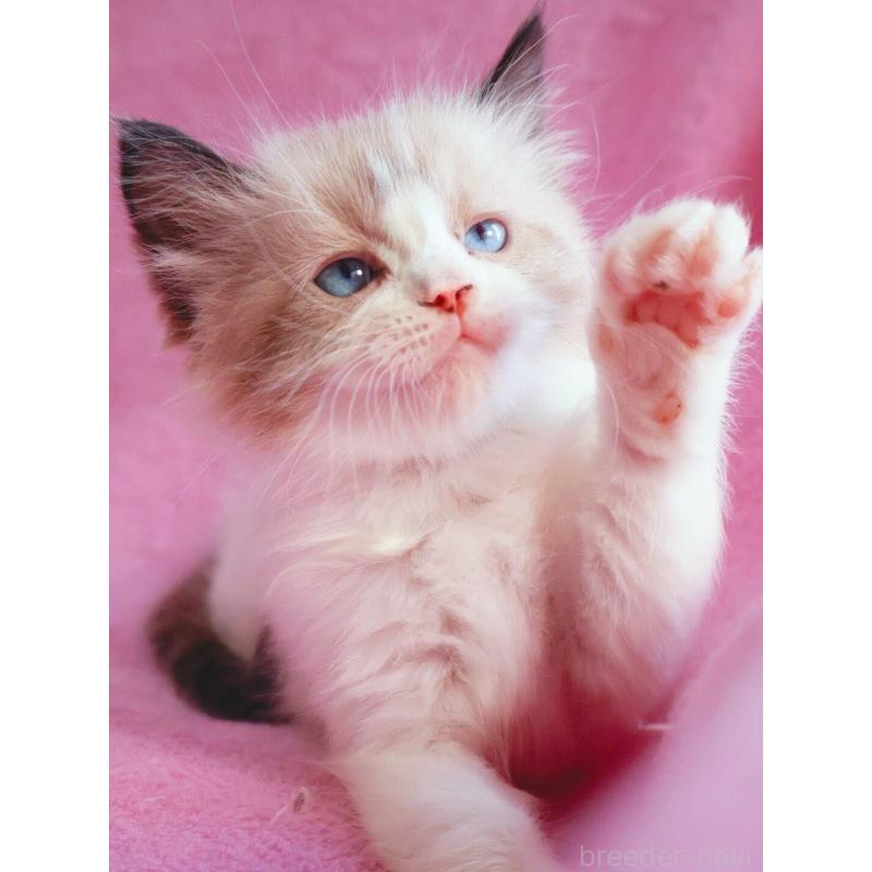 販売中の神奈川県のラグドール-139283の6枚目