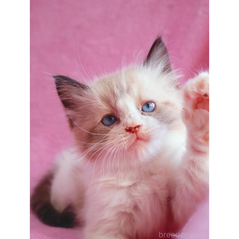 販売中の神奈川県のラグドール-139283の5枚目