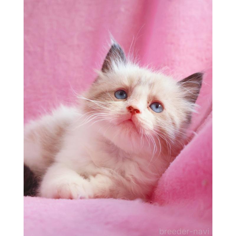 販売中の神奈川県のラグドール-139283の4枚目