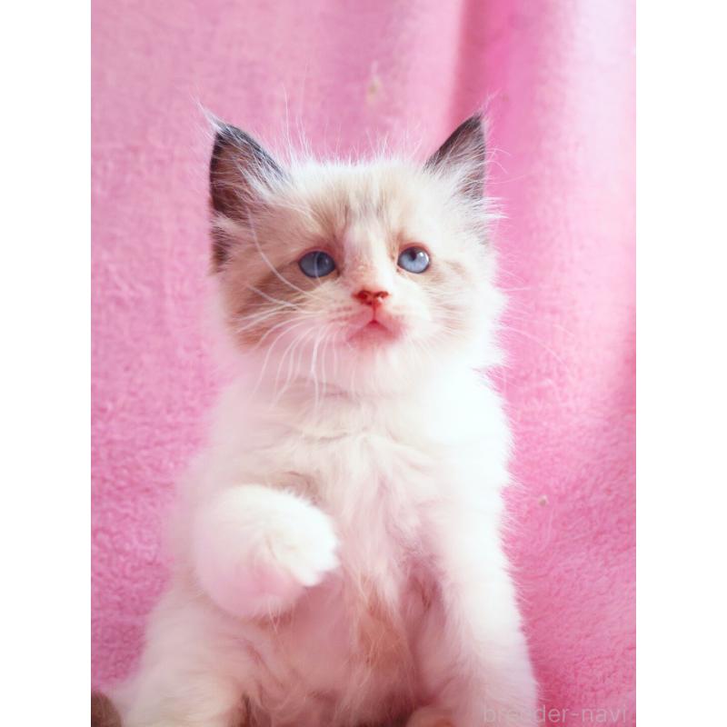 販売中の神奈川県のラグドール-139283の2枚目