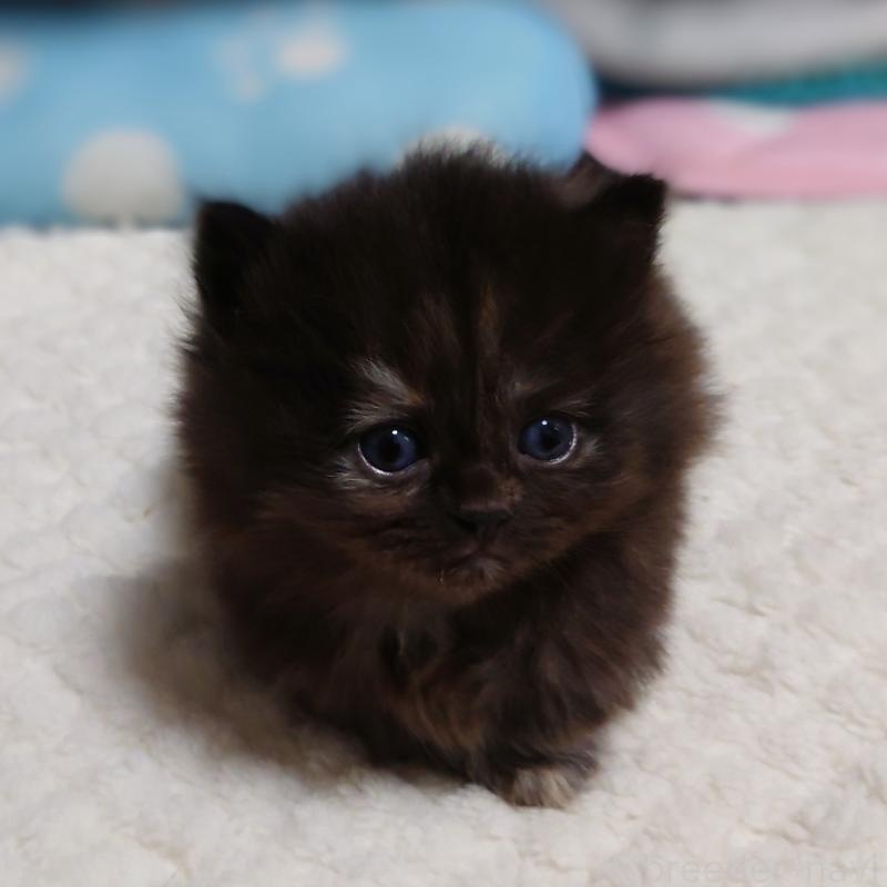 販売中の埼玉県のミヌエット(短足)-138828