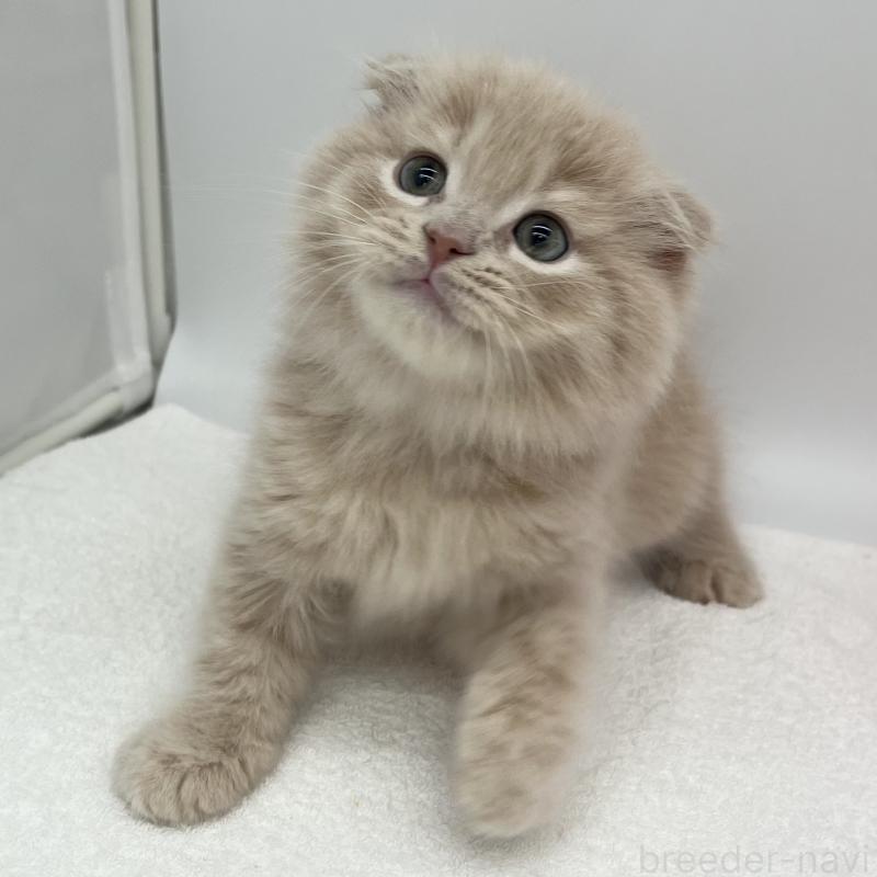 販売中の愛知県のスコティッシュフォールド(折れ耳)-139286の4枚目