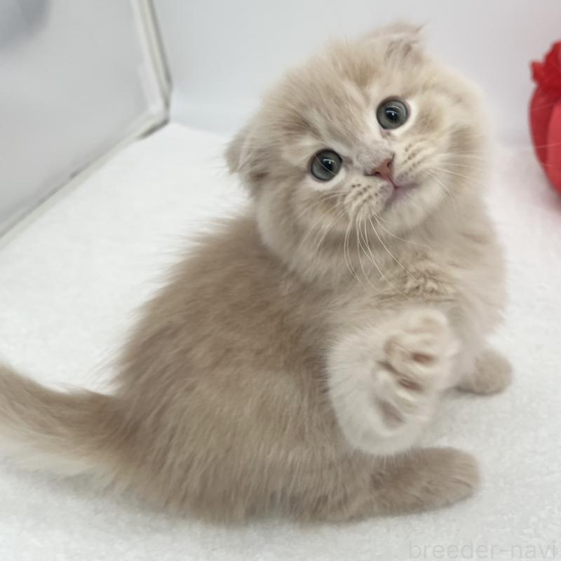 販売中の愛知県のスコティッシュフォールド(折れ耳)-139286の1枚目