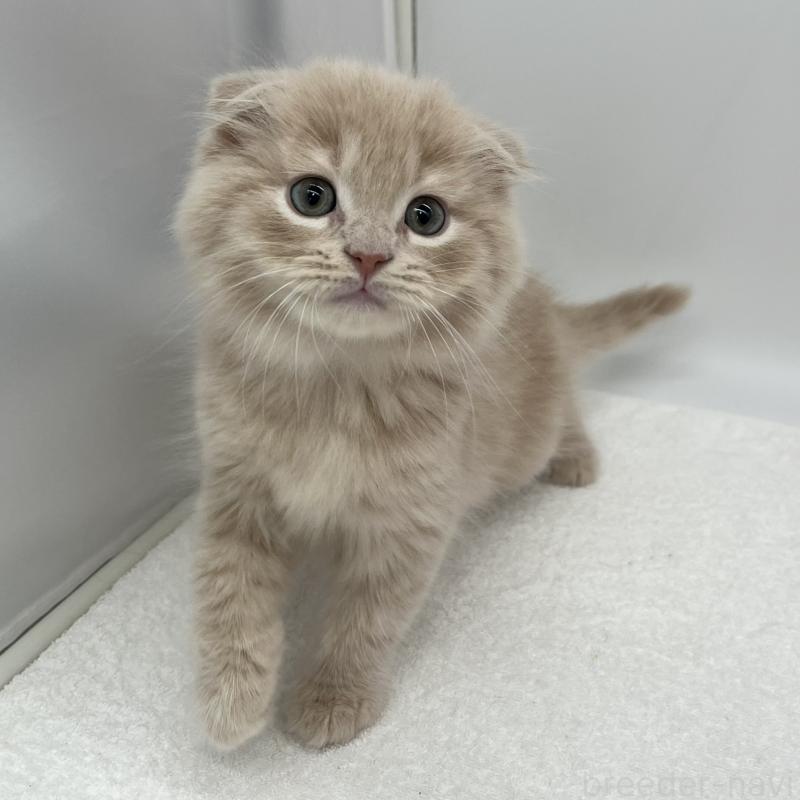 販売中の愛知県のスコティッシュフォールド(折れ耳)-139286の3枚目