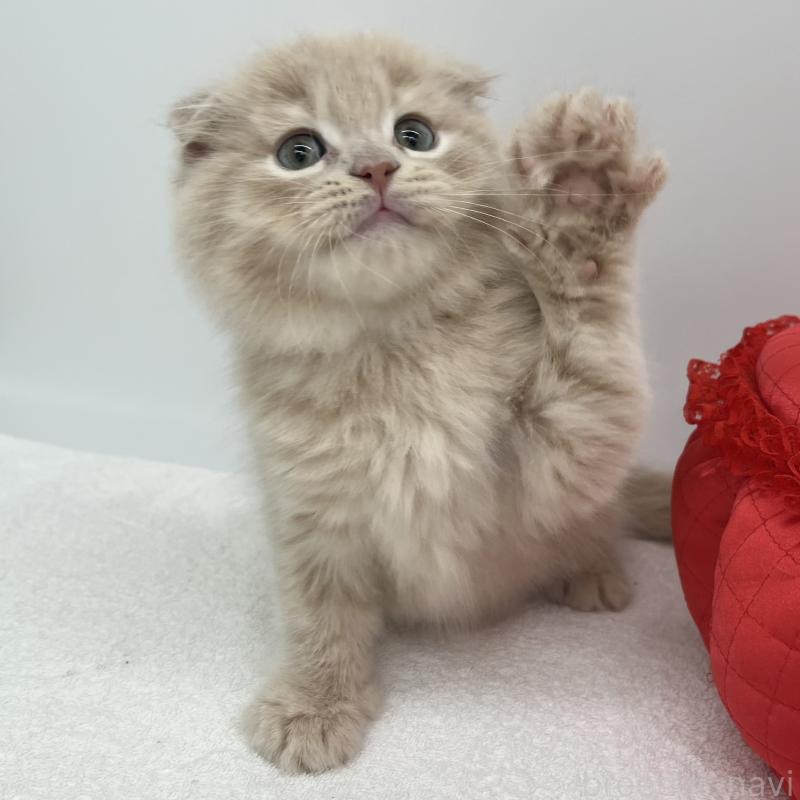 販売中の愛知県のスコティッシュフォールド(折れ耳)-139286の2枚目