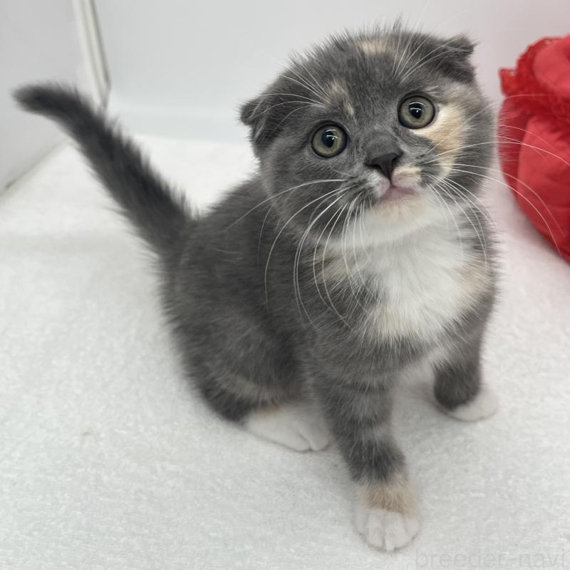 販売中の愛知県のスコティッシュフォールド(折れ耳)-139287の5枚目