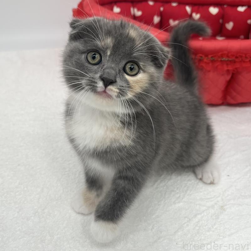 販売中の愛知県のスコティッシュフォールド(折れ耳)-139287の4枚目