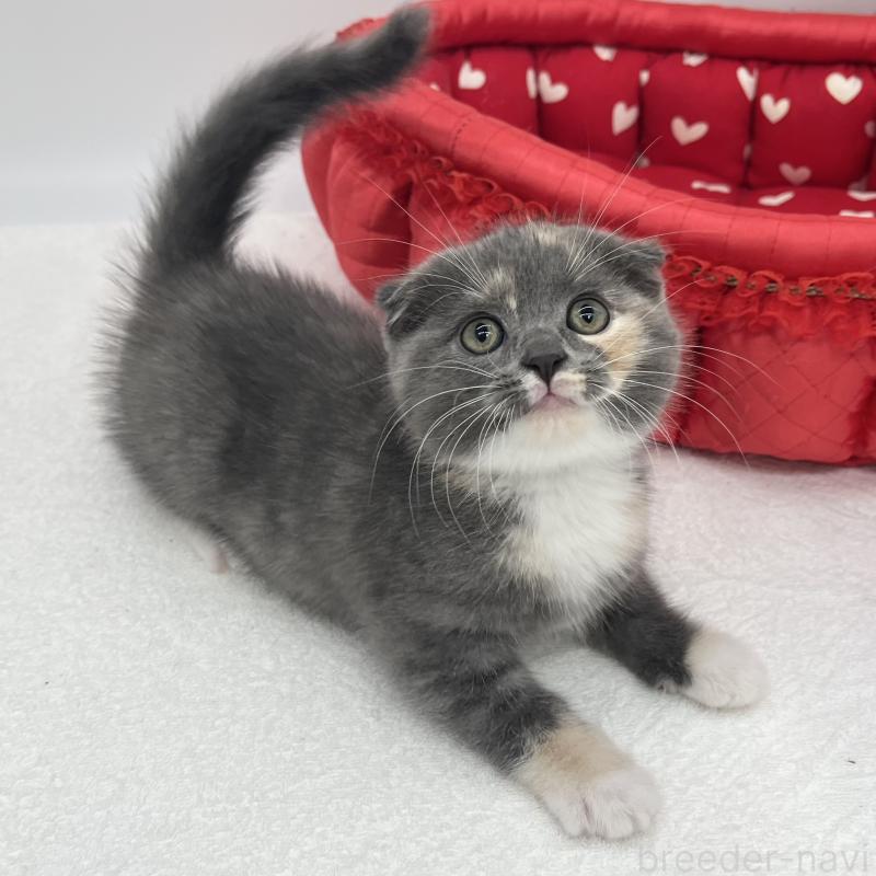 販売中の愛知県のスコティッシュフォールド(折れ耳)-139287の3枚目