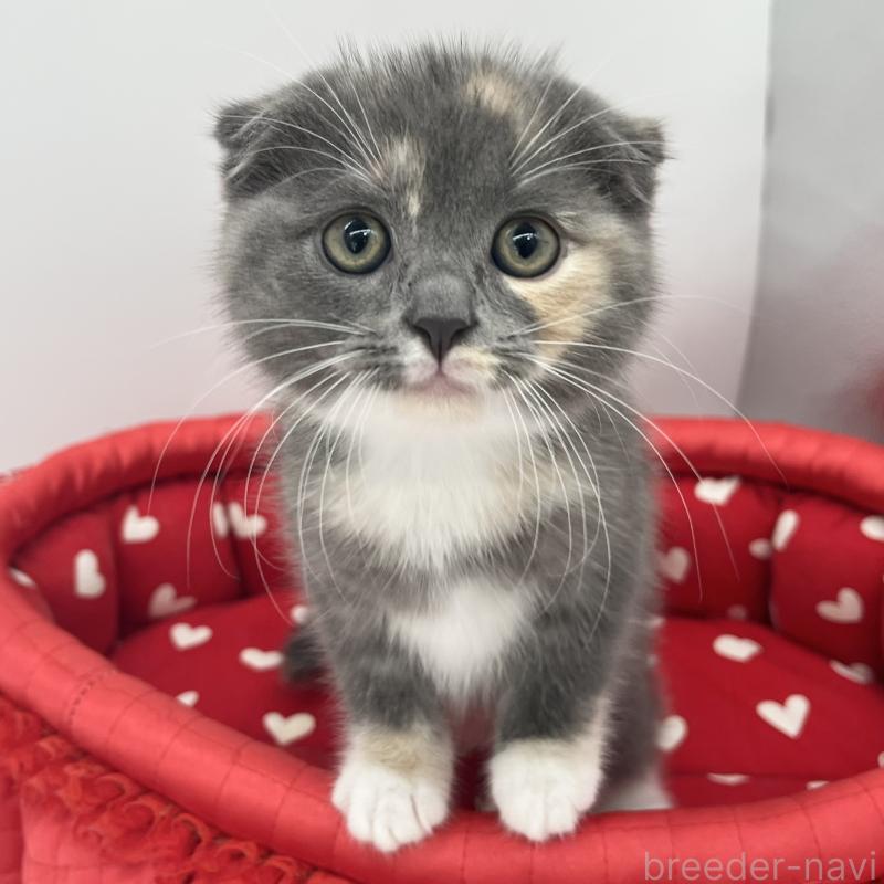 販売中の愛知県のスコティッシュフォールド(折れ耳)-139287