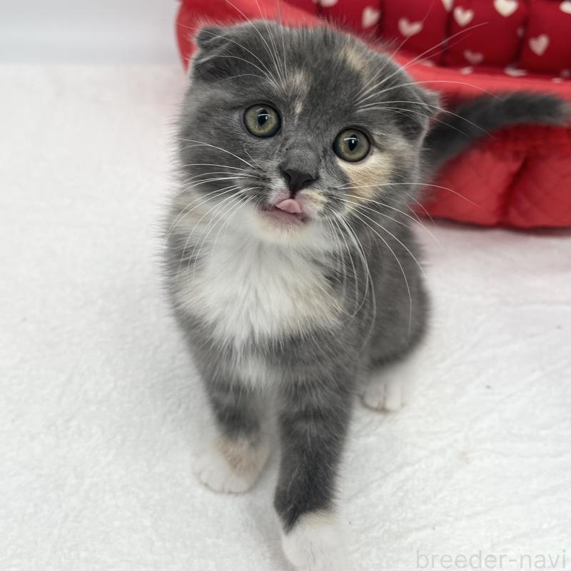 販売中の愛知県のスコティッシュフォールド(折れ耳)-139287の2枚目