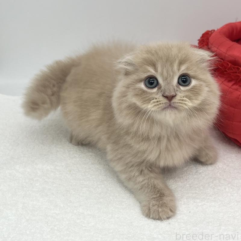 販売中の愛知県のスコティッシュフォールド(折れ耳)-139288の5枚目