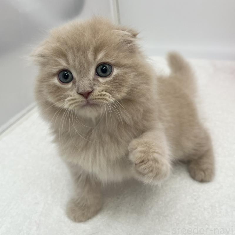 販売中の愛知県のスコティッシュフォールド(折れ耳)-139288の1枚目