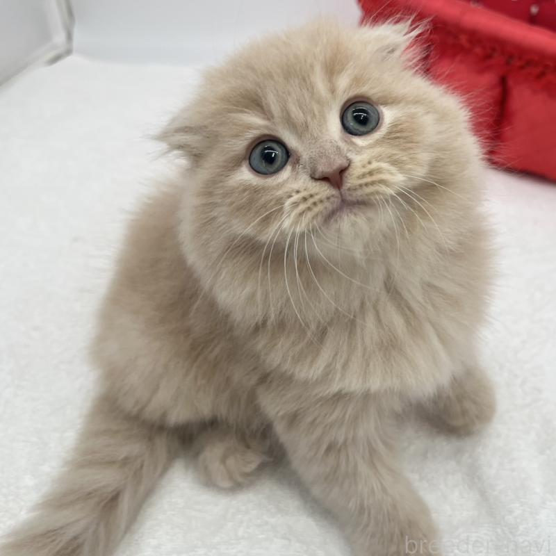 販売中の愛知県のスコティッシュフォールド(折れ耳)-139288の4枚目