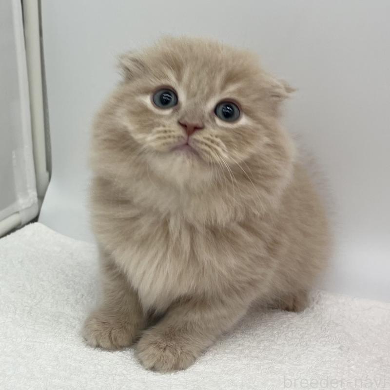 販売中の愛知県のスコティッシュフォールド(折れ耳)-139288の3枚目