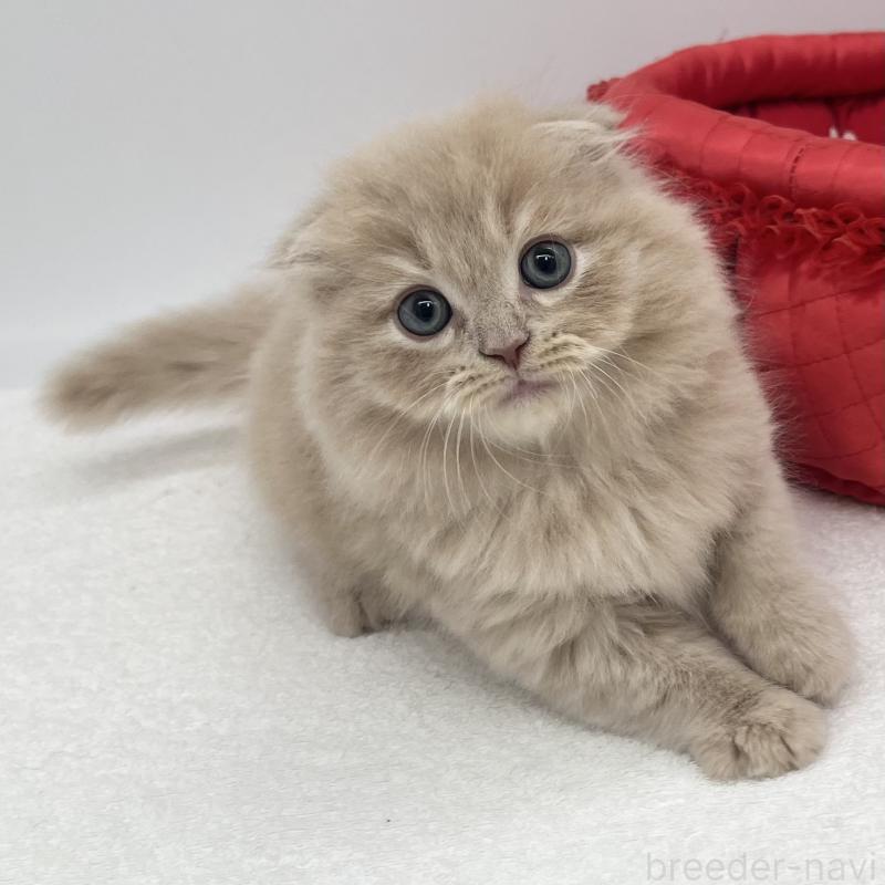 販売中の愛知県のスコティッシュフォールド(折れ耳)-139288の2枚目