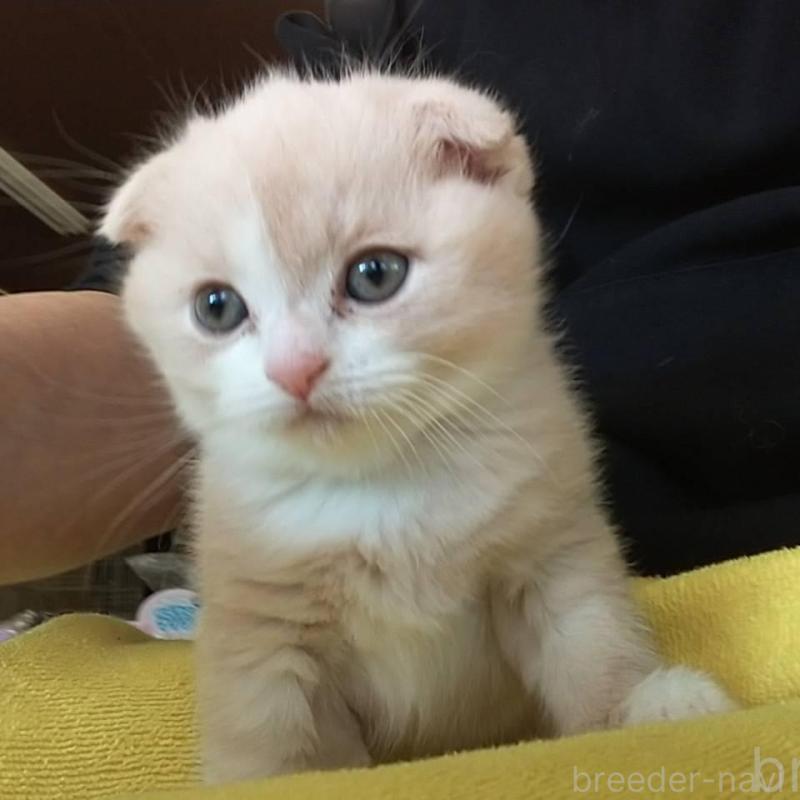 販売中の愛知県のスコティッシュフォールド(折れ耳)-138358