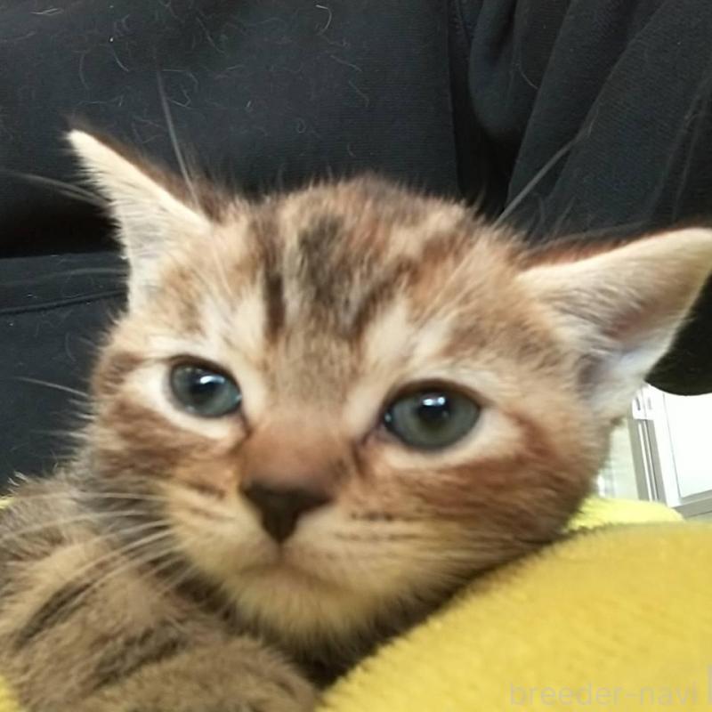 販売中の愛知県のアメリカンショートヘア-138352