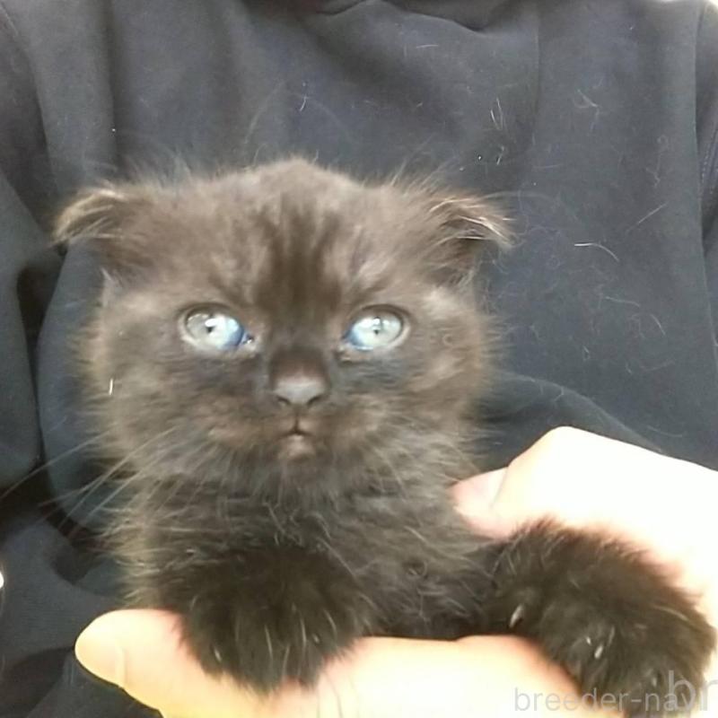 販売中の愛知県のスコティッシュフォールド(折れ耳)-138359