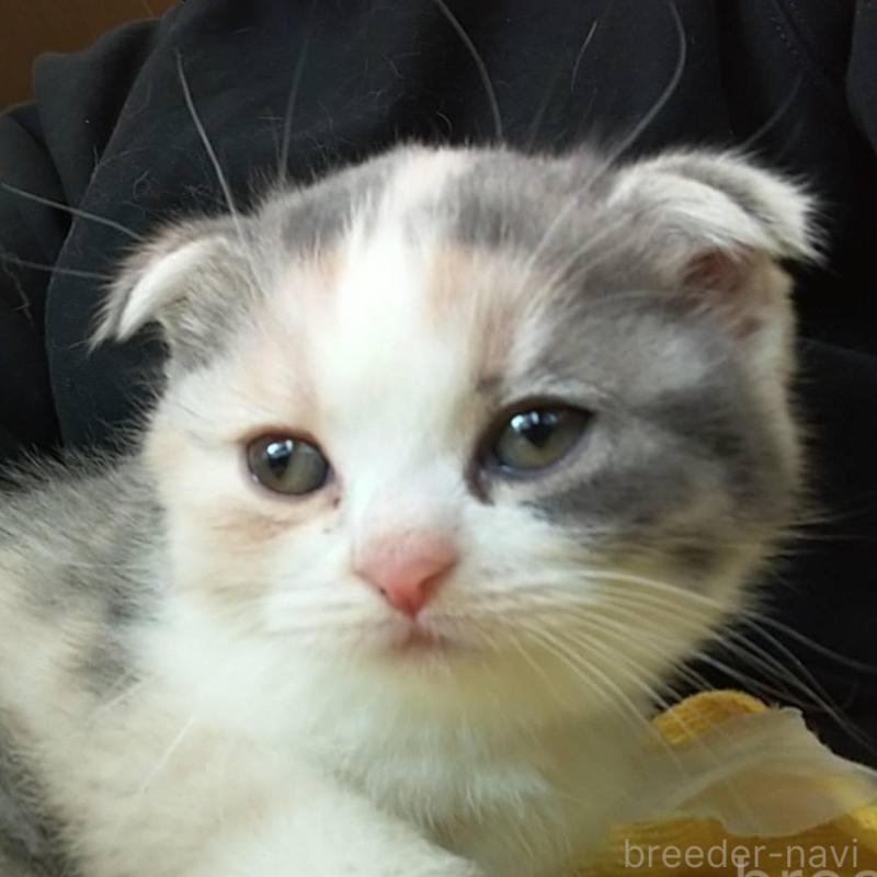 販売中の愛知県のスコティッシュフォールド(折れ耳)-138729