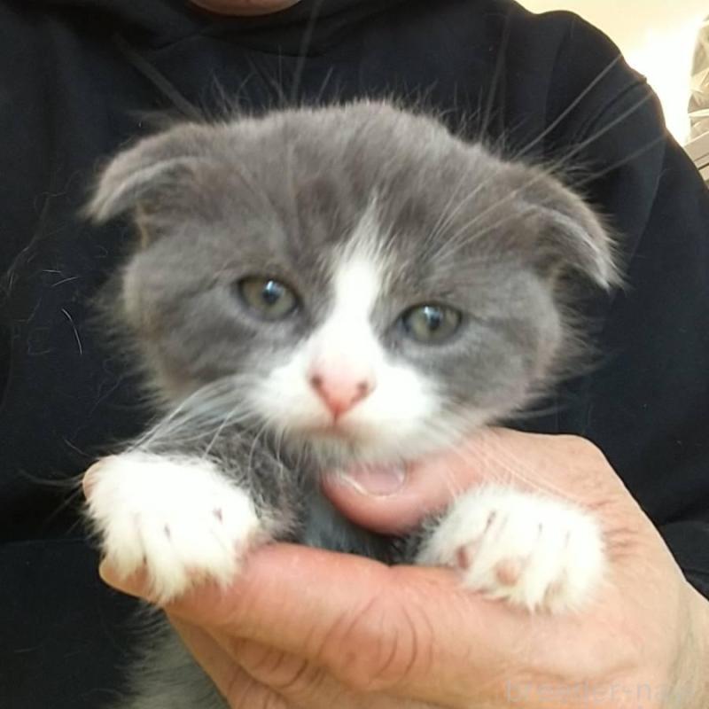 販売中の愛知県のスコティッシュフォールド(折れ耳)-138734