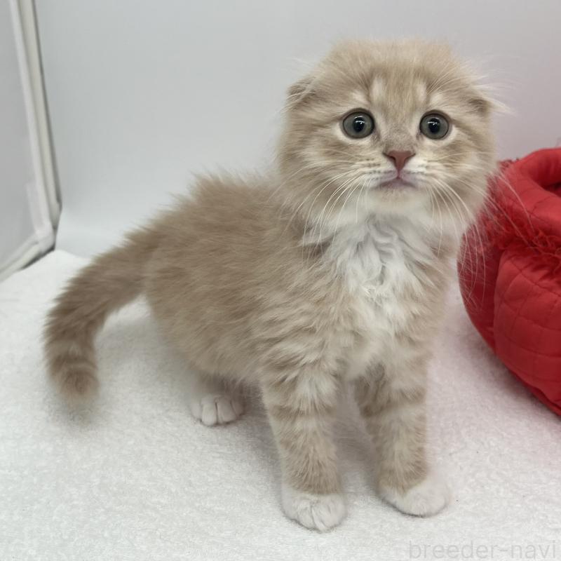 販売中の愛知県のスコティッシュフォールド(折れ耳)-139289の5枚目