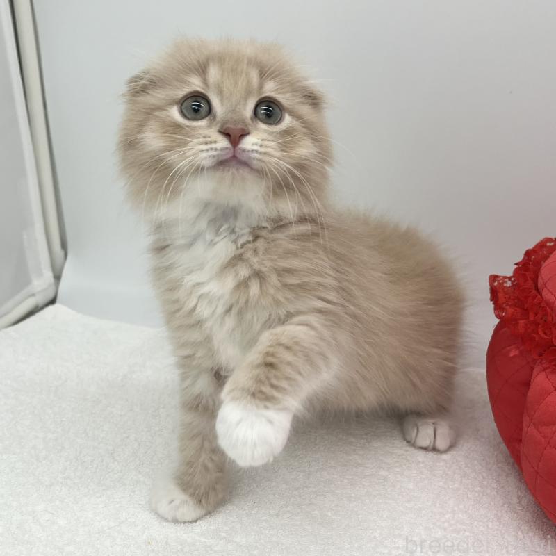 販売中の愛知県のスコティッシュフォールド(折れ耳)-139289の4枚目