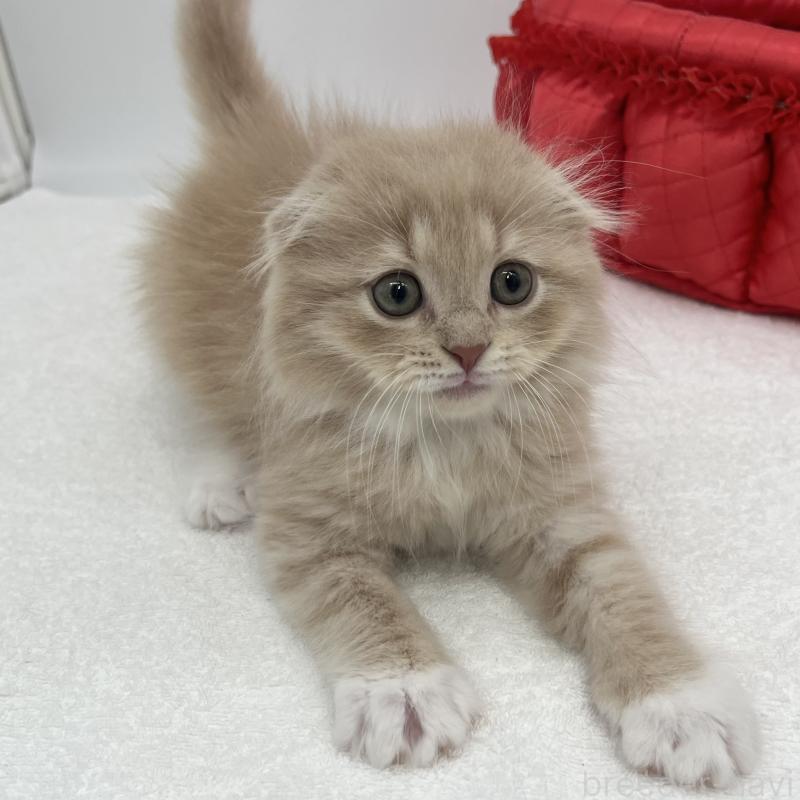 販売中の愛知県のスコティッシュフォールド(折れ耳)-139289