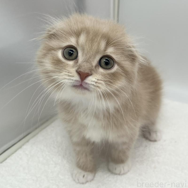販売中の愛知県のスコティッシュフォールド(折れ耳)-139289の3枚目