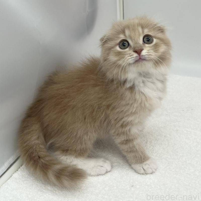 販売中の愛知県のスコティッシュフォールド(折れ耳)-139289の2枚目