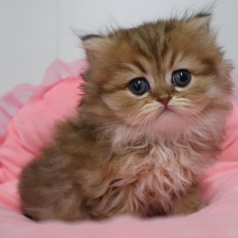 販売中の東京都のペルシャ(チンチラ)-139404