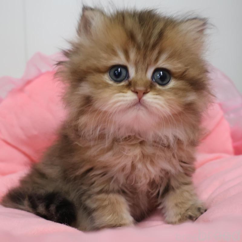 販売中の東京都のペルシャ(チンチラ)-139405