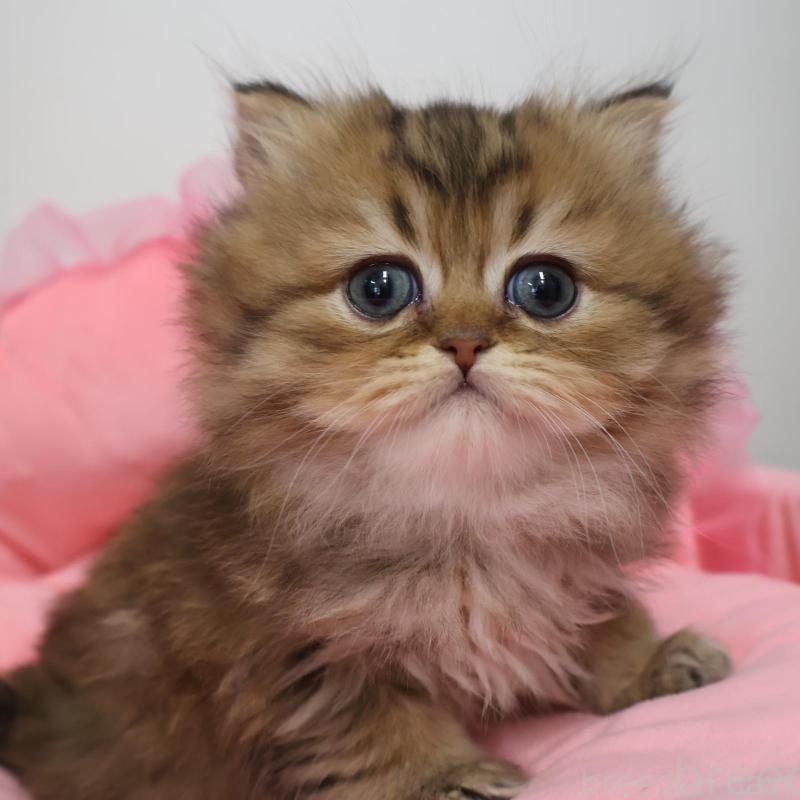 販売中の東京都のペルシャ(チンチラ)-139406